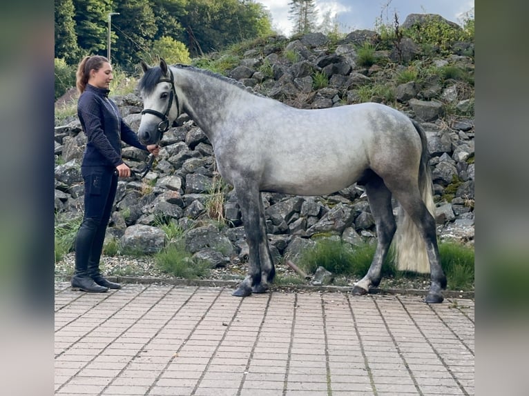 Connemara Gelding 5 years 14,2 hh Grey-Dark-Tan in Lisberg