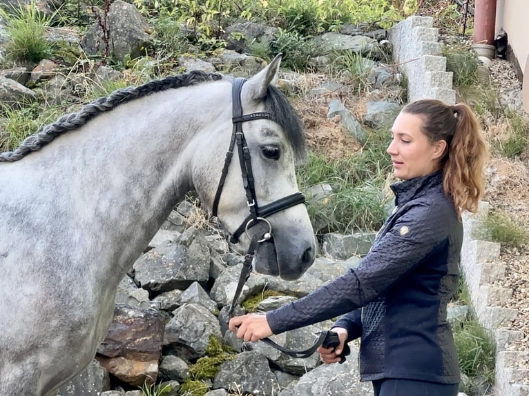 Connemara Gelding 5 years 14,2 hh Grey-Dark-Tan in Lisberg