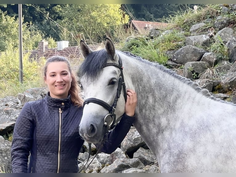 Connemara Gelding 5 years 14,2 hh Grey-Dark-Tan in Lisberg