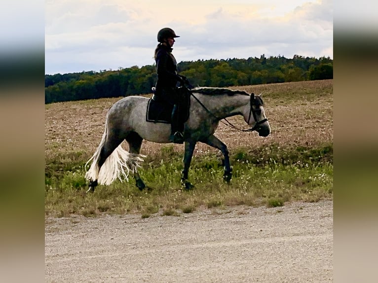 Connemara Gelding 5 years 14,2 hh Grey-Dark-Tan in Lisberg
