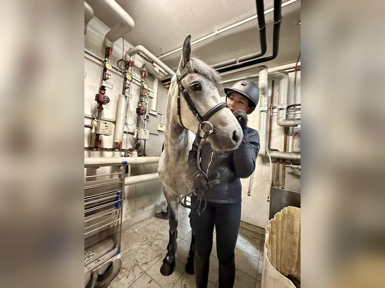 Connemara Gelding 5 years 14,2 hh Grey-Dark-Tan in Lisberg