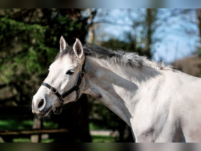 Connemara Gelding 5 years 14,2 hh Grey in Cork