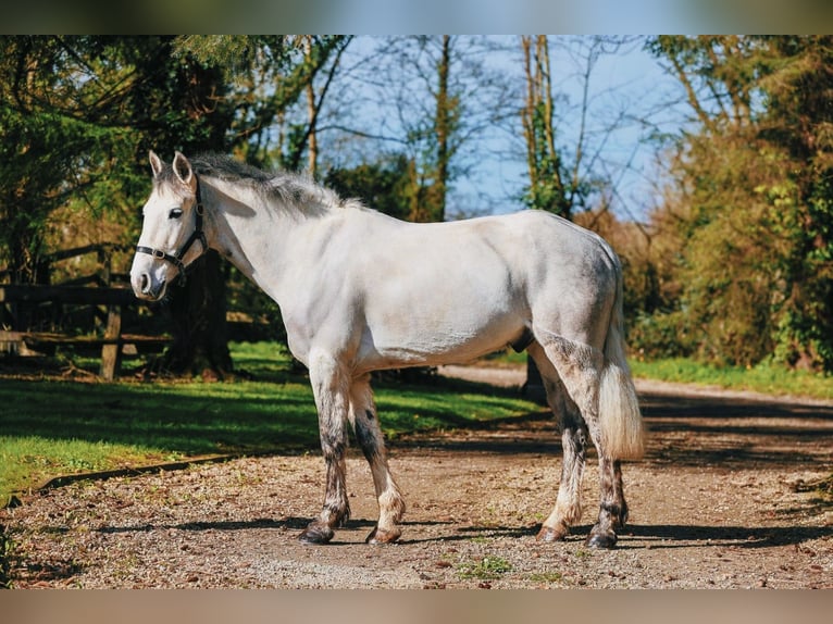 Connemara Gelding 5 years 14,2 hh Grey in Cork