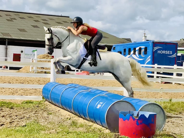 Connemara Gelding 5 years 14,2 hh Grey in Mountrath
