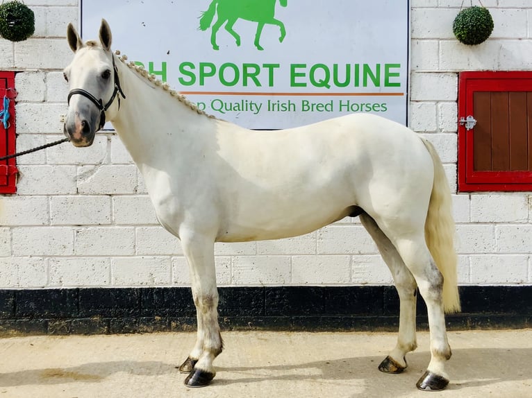 Connemara Gelding 5 years 14,2 hh Grey in Mountrath