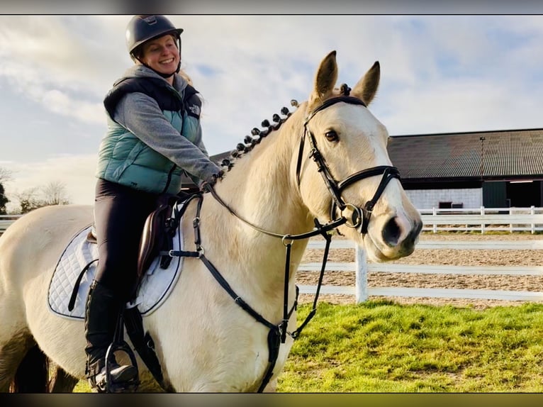 Connemara Gelding 5 years 14,3 hh Dun in Mountrath