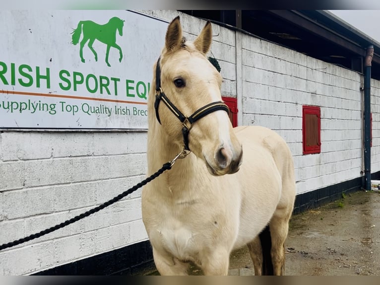 Connemara Gelding 5 years 14,3 hh Dun in Mountrath