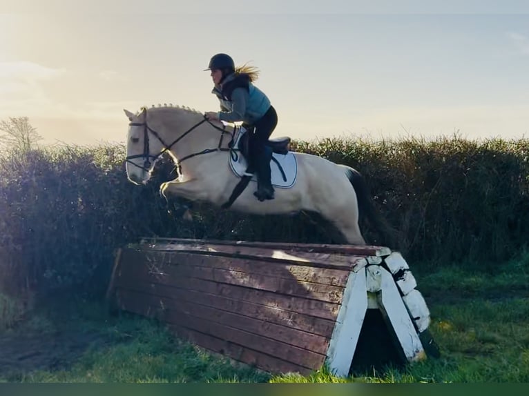 Connemara Gelding 5 years 14,3 hh Dun in Mountrath