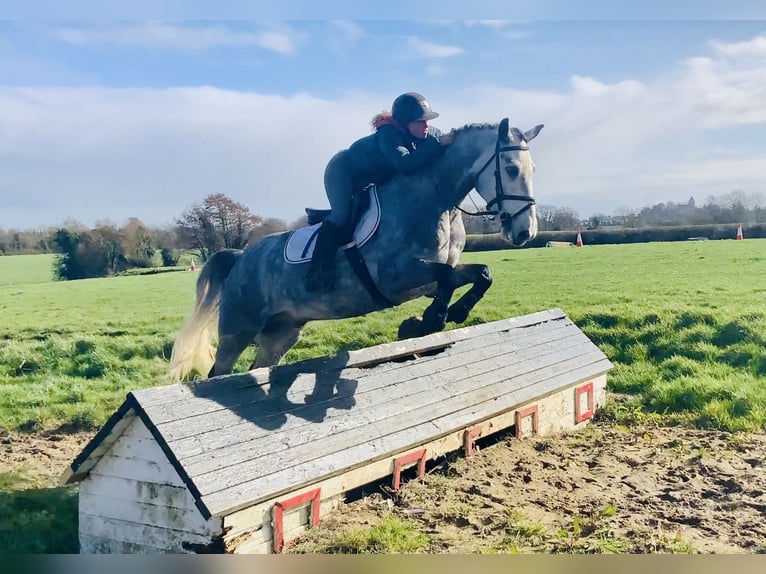 Connemara Gelding 5 years 14,3 hh Grey-Dapple in Mountrath