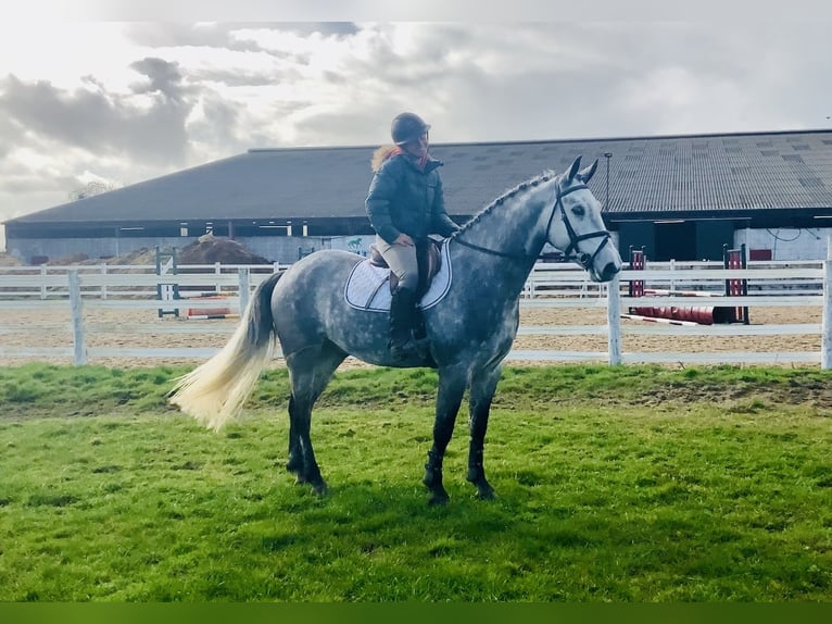 Connemara Gelding 5 years 14,3 hh Grey-Dapple in Mountrath