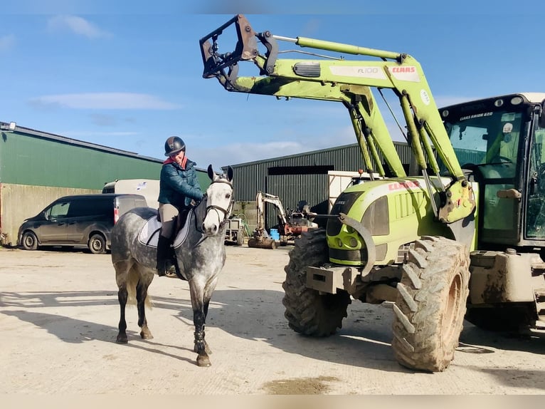 Connemara Gelding 5 years 14,3 hh Grey-Dapple in Mountrath