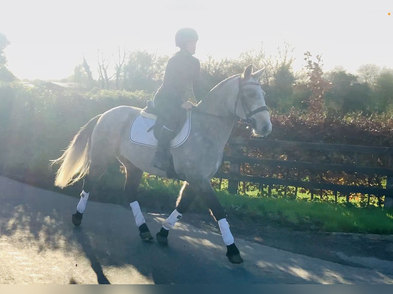 Connemara Gelding 5 years 14,3 hh Grey in Mountrath