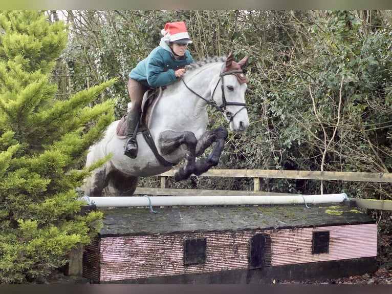 Connemara Gelding 5 years 14,3 hh Grey in Mountrath