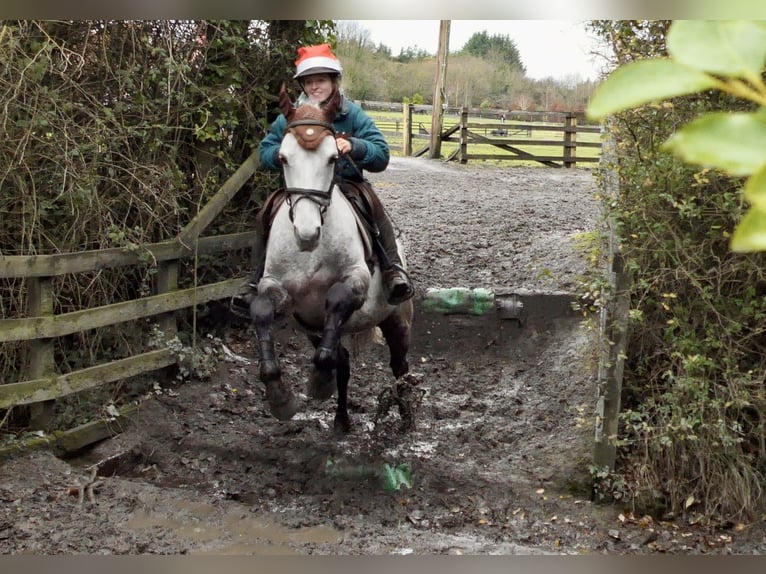 Connemara Gelding 5 years 14,3 hh Grey in Mountrath