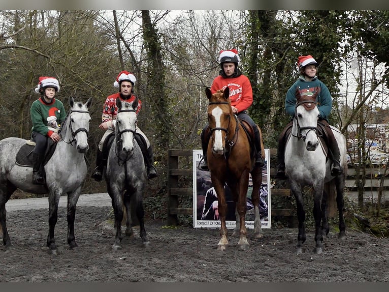 Connemara Gelding 5 years 14,3 hh Grey in Mountrath