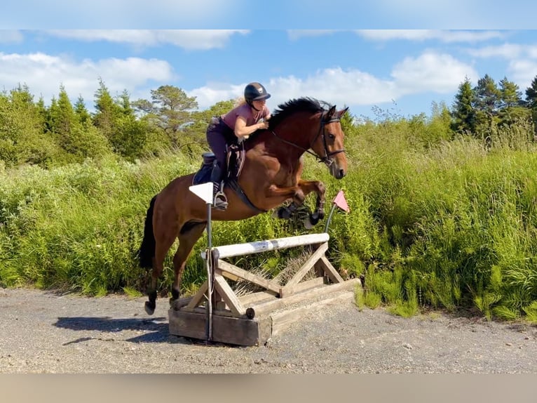 Connemara Gelding 5 years 15.1 hh Bay in Mountrath, Co. Laois