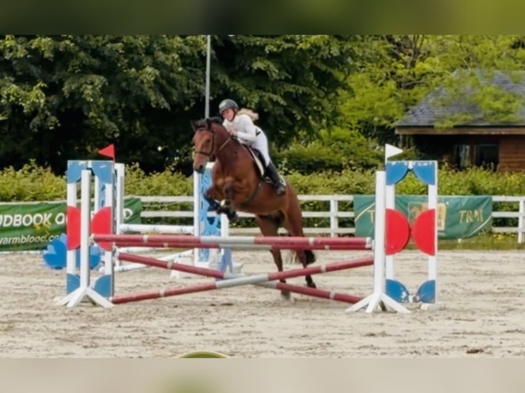 Connemara Gelding 5 years 15.1 hh Bay in Mountrath, Co. Laois