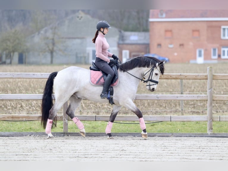 Connemara Gelding 5 years 15,1 hh Dunalino in Bogaarden