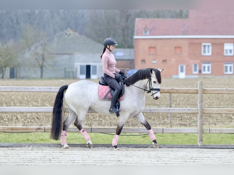 Connemara Gelding 5 years 15,1 hh Dunalino in Bogaarden