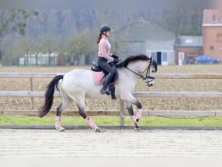 Connemara Gelding 5 years 15,1 hh Dunalino in Bogaarden