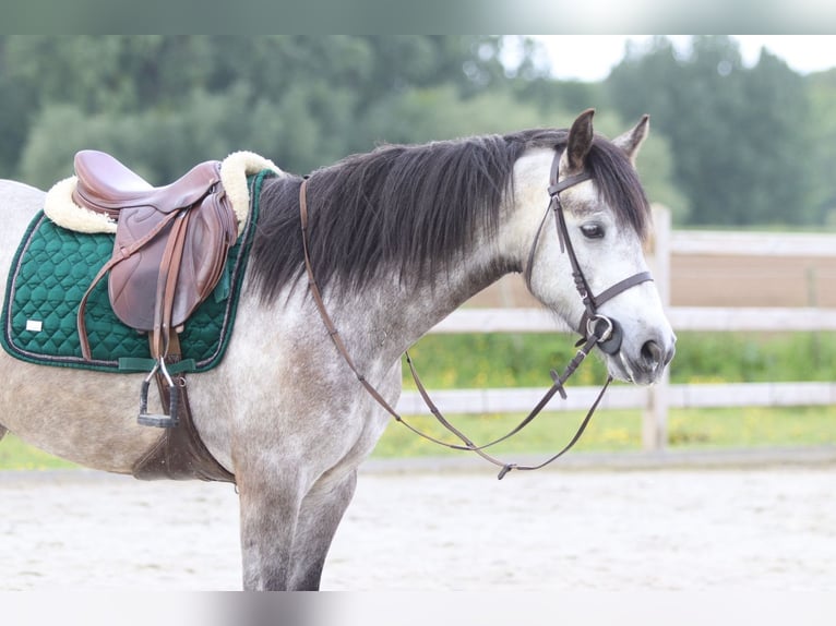 Connemara Gelding 5 years 15.1 hh Grey-Blue-Tan in Pepingen
