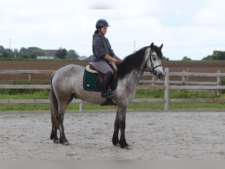 Connemara Gelding 5 years 15.1 hh Grey-Blue-Tan in Pepingen