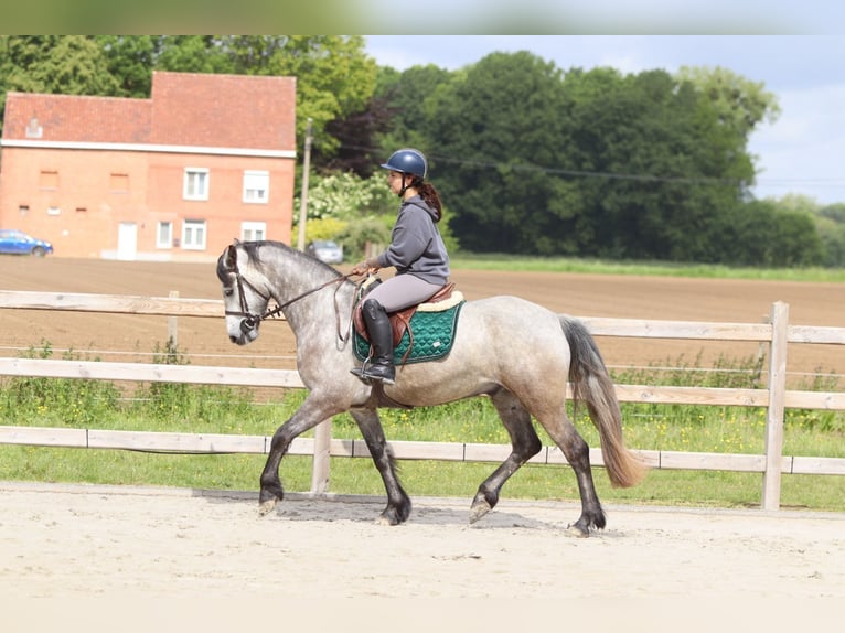 Connemara Gelding 5 years 15.1 hh Grey-Blue-Tan in Pepingen