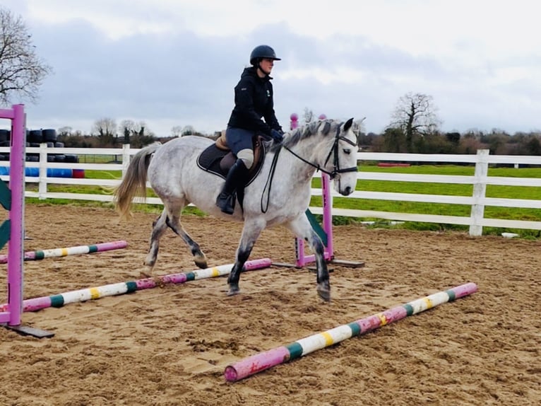 Connemara Gelding 5 years 15,1 hh Grey in Mountrath