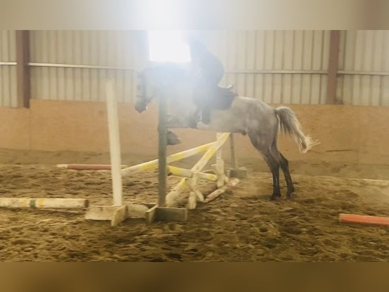 Connemara Gelding 5 years 15,2 hh Gray in Sligo