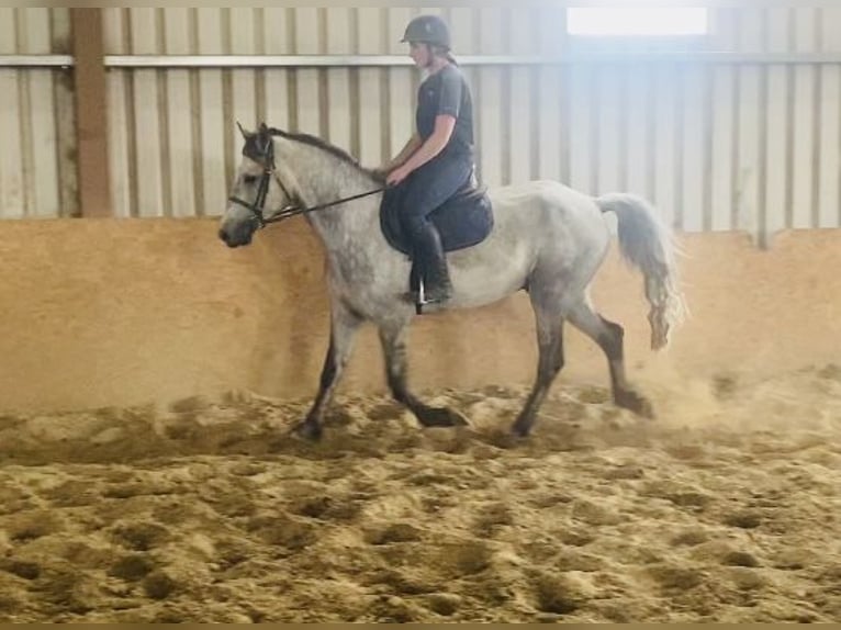 Connemara Gelding 5 years 15,2 hh Gray in Sligo