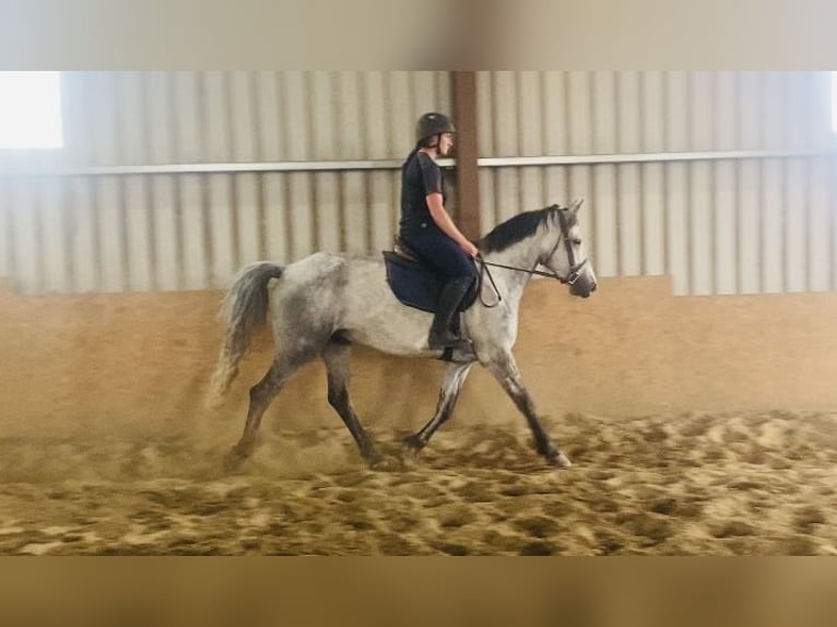 Connemara Gelding 5 years 15,2 hh Gray in Sligo