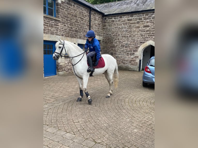 Connemara Gelding 5 years 15.2 hh Grey in Dublin