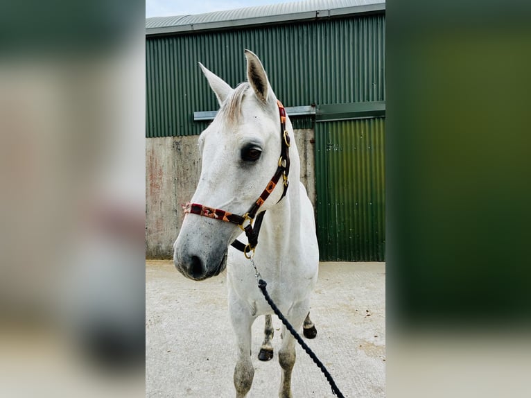 Connemara Gelding 5 years 15.2 hh Grey in Sligo