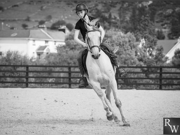 Connemara Gelding 5 years 15.2 hh Grey in Sligo