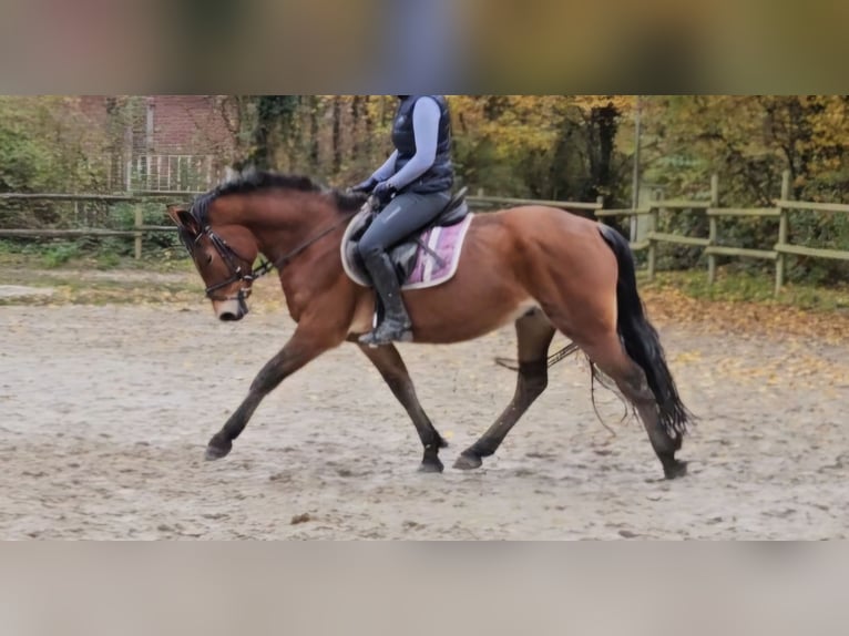 Connemara Gelding 5 years 15 hh Brown in Nettetal