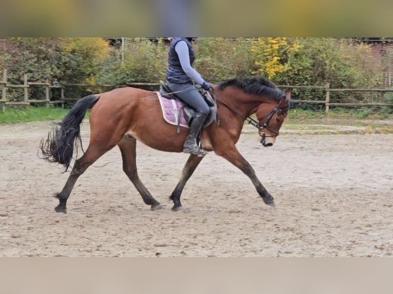 Connemara Gelding 5 years 15 hh Brown in Nettetal