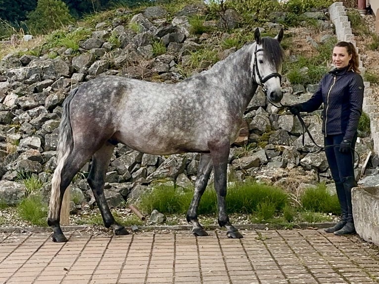 Connemara Gelding 5 years 15 hh Brown Falb mold in Lisberg