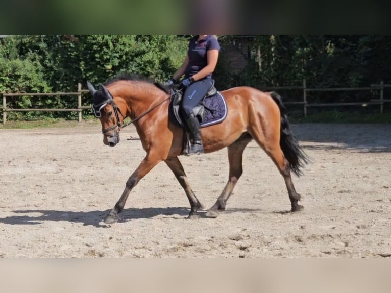 Connemara Gelding 5 years 15 hh Brown-Light in Nettetal