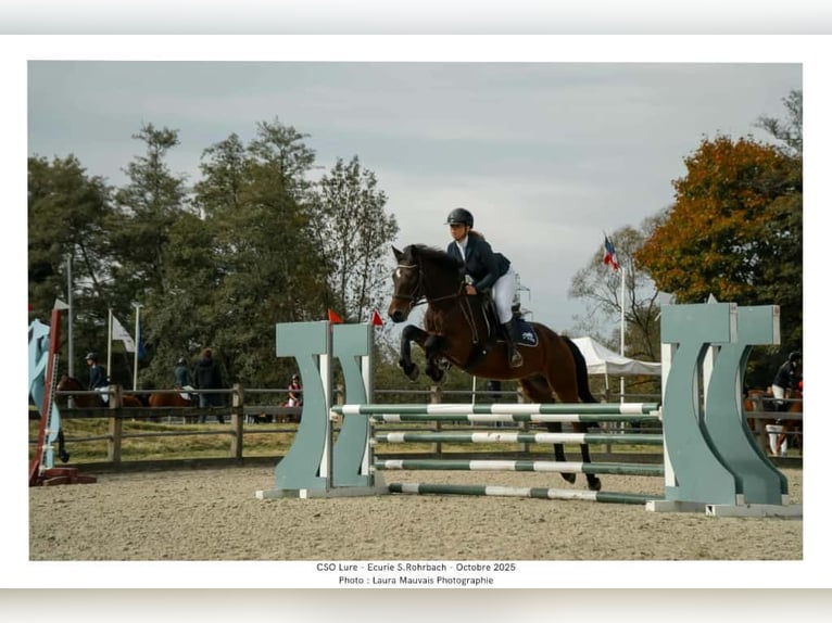 Connemara Gelding 5 years 15 hh Brown in Frahier