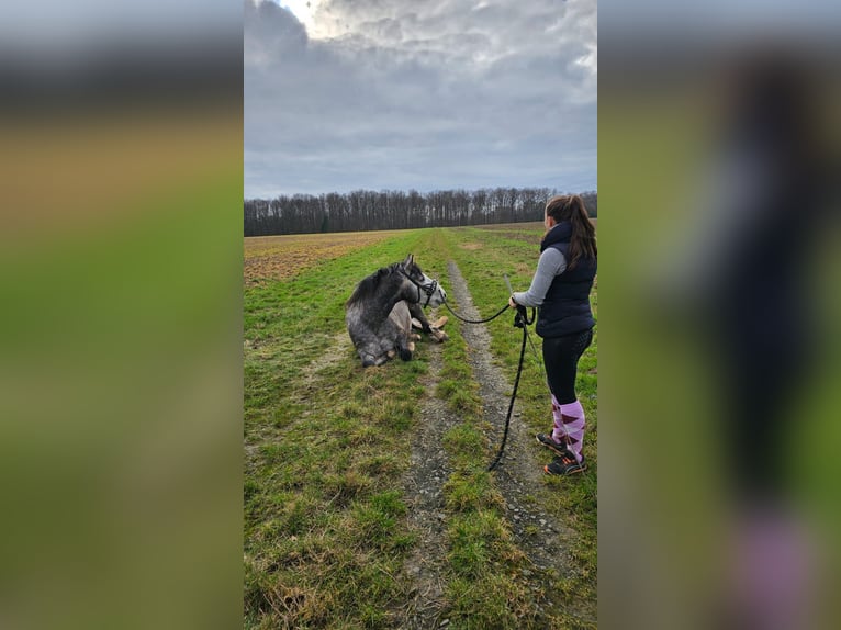 Connemara Gelding 5 years 15 hh Gray in Friedberg