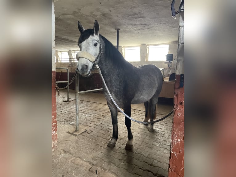 Connemara Gelding 5 years 15 hh Gray in Friedberg