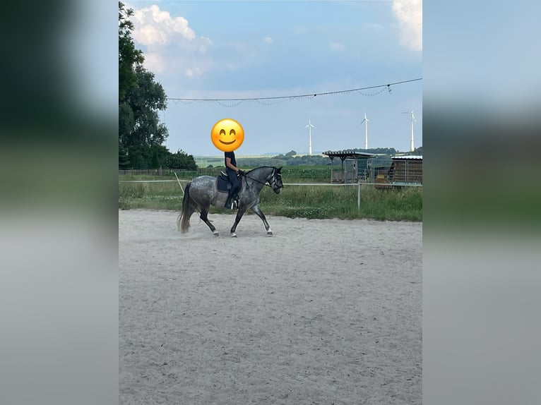 Connemara Gelding 5 years 15 hh Gray in Friedberg