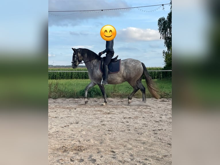 Connemara Gelding 5 years 15 hh Gray in Friedberg