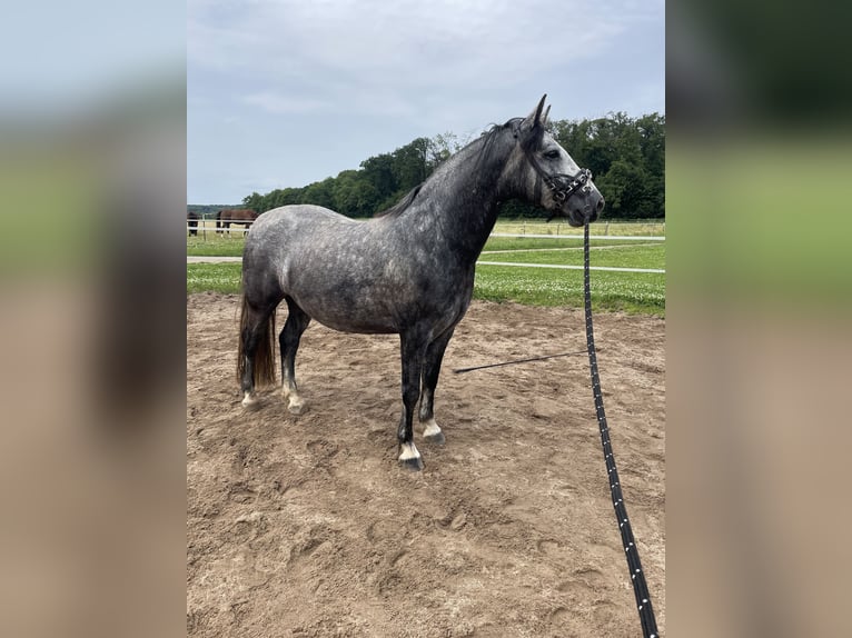 Connemara Gelding 5 years 15 hh Gray in Friedberg