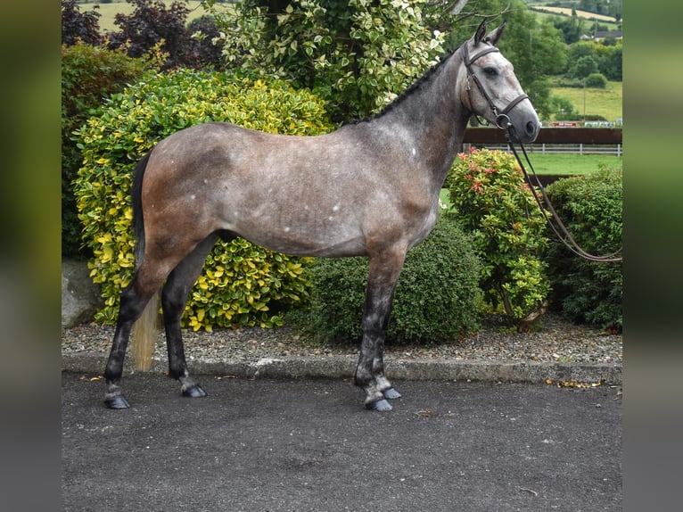 Connemara Gelding 5 years 15 hh Gray in Down