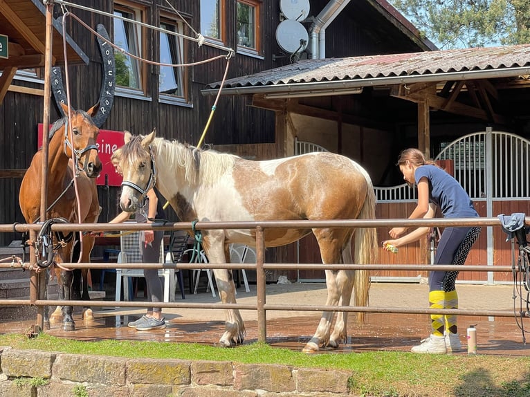 Connemara Gelding 5 years 15 hh Tobiano-all-colors in Bad Herrenalb