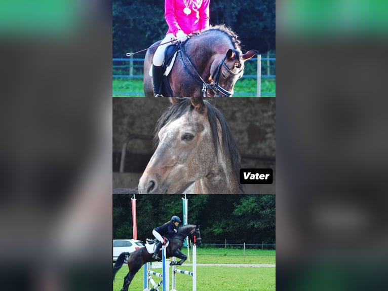 Connemara Gelding 5 years 15,1 hh Brown in Feldkirchen an der Donau