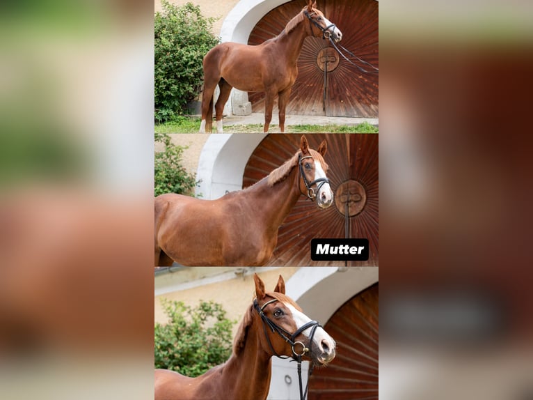 Connemara Gelding 5 years 15,1 hh Brown in Feldkirchen an der Donau