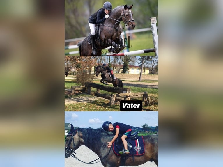 Connemara Gelding 5 years 15,1 hh Brown in Feldkirchen an der Donau