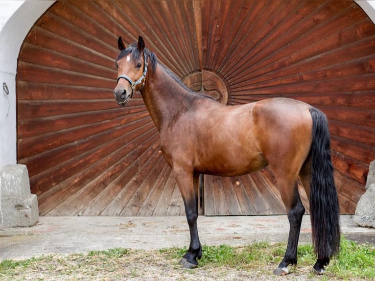 Connemara Gelding 5 years 15,1 hh Brown in Feldkirchen an der Donau